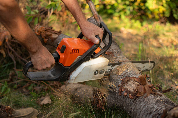 Tree Removal & Cutting